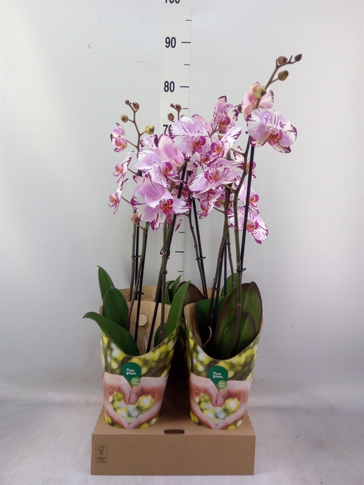 <h4>Phalaenopsis  'FC Magic Art'</h4>