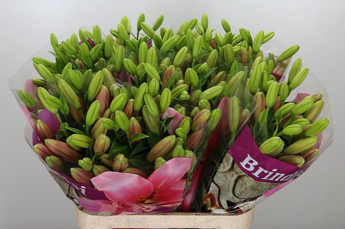 <h4>LI LA BRINDISI</h4>