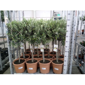 Olea europaea