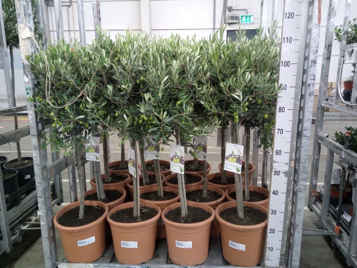 <h4>Olea europaea</h4>