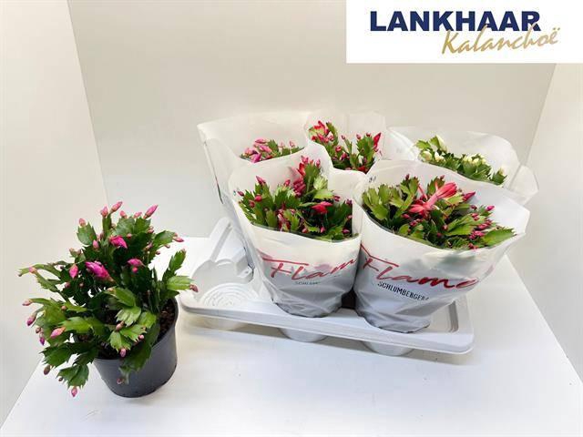 <h4>SCHLUMB FLAME GEM</h4>