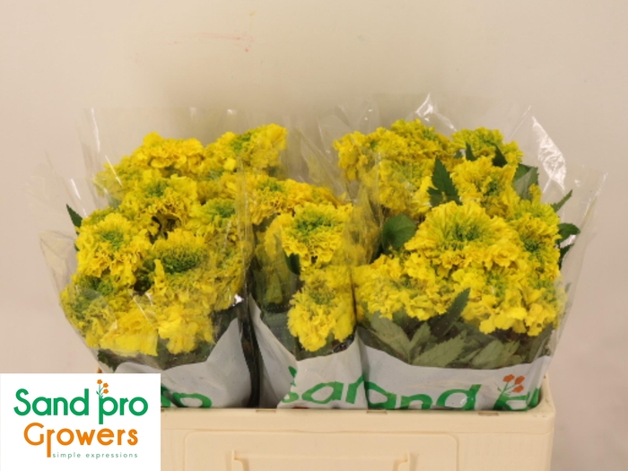 <h4>TAG E PROMISE YELLOW</h4>