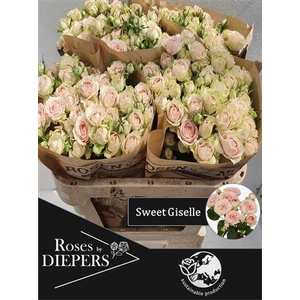 R Tr Sweet Giselle