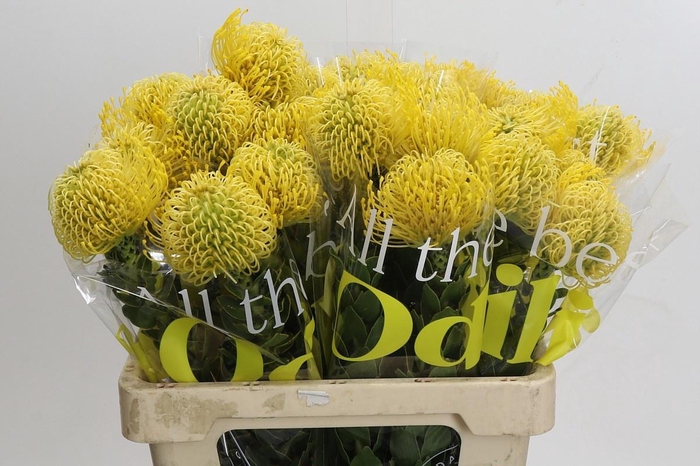 <h4>LEUCO CO HIGH GOLD</h4>