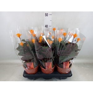 Calathea crocata