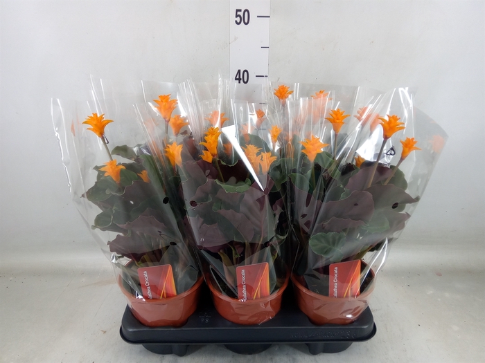 <h4>Calathea crocata</h4>