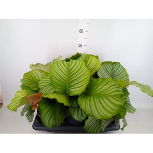 Calathea orbifolia