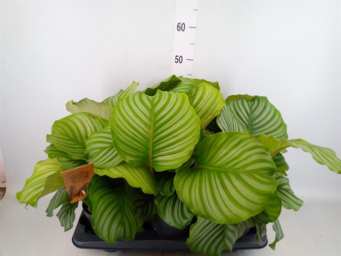 <h4>Calathea orbifolia</h4>