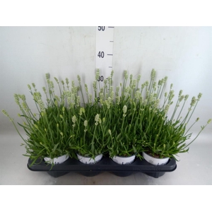 Lavandula interm. 'Edelweiss'