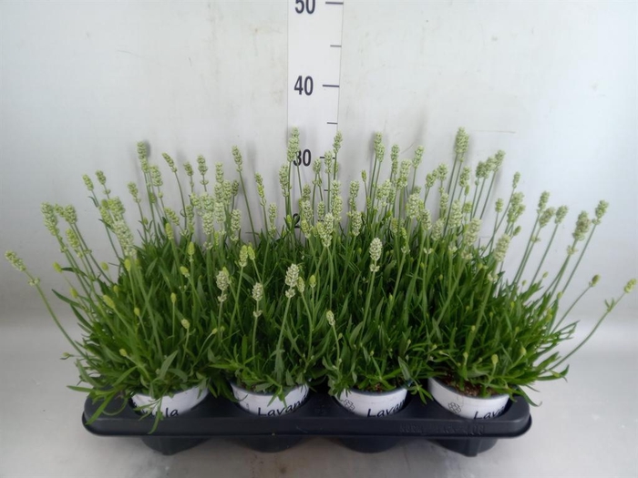<h4>Lavandula interm. 'Edelweiss'</h4>