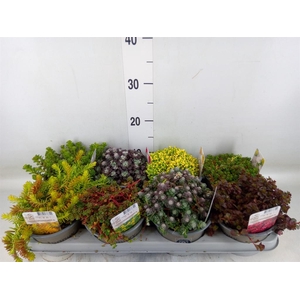 Sedum   ...