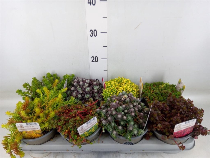 <h4>Sedum ...</h4>