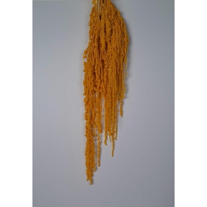 GESTABILISEERD AMARANTHUS (H) DONKERGEEL