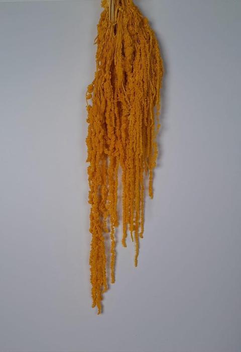 <h4>GESTABILISEERD AMARANTHUS (H) DONKERGEEL</h4>