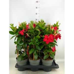 Mandevilla sand. 'SumStar Red'