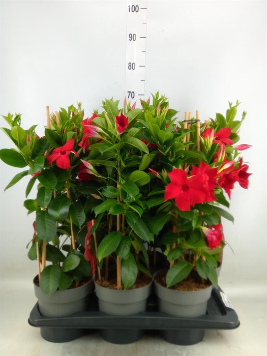 <h4>Mandevilla sand. 'SumStar Red'</h4>