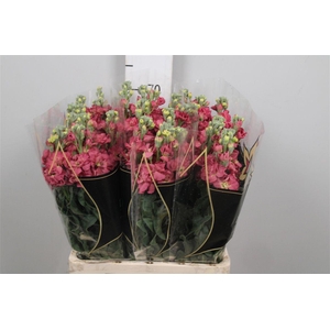 Matth Iron * Premium* Vintage Brown