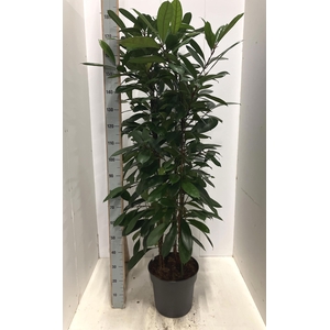 FICUS CYATHISTIPULA