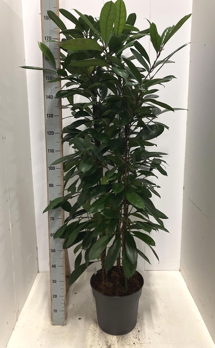 <h4>FICUS CYATHISTIPULA</h4>