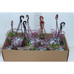 PLANTA ORNAMENTAL C13 VARIADO