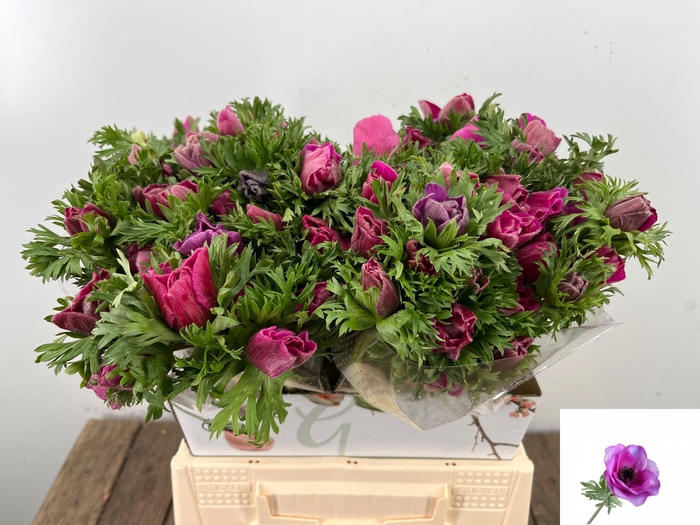 <h4>ANEM CO MAR ORCHID</h4>