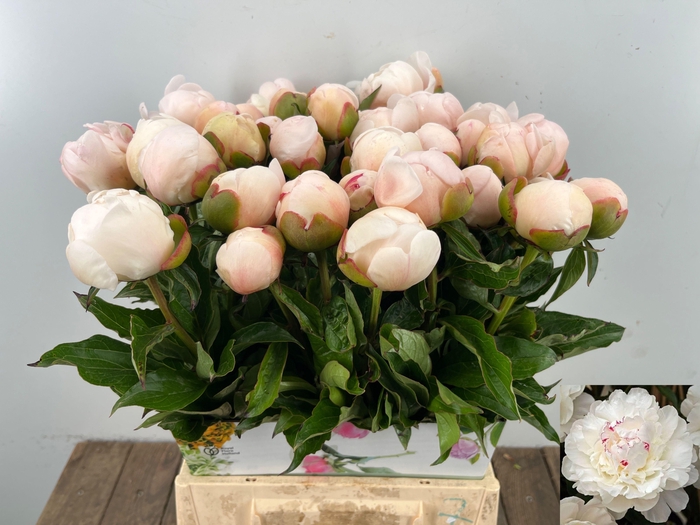 <h4>PAEO L FESTIV MAXIMA</h4>