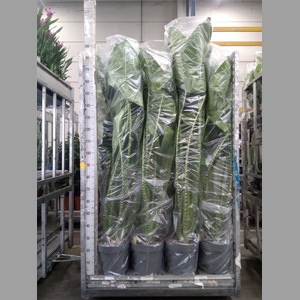 Alocasia zebrina