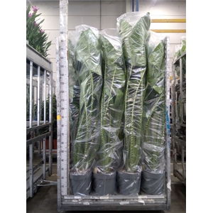 Alocasia zebrina