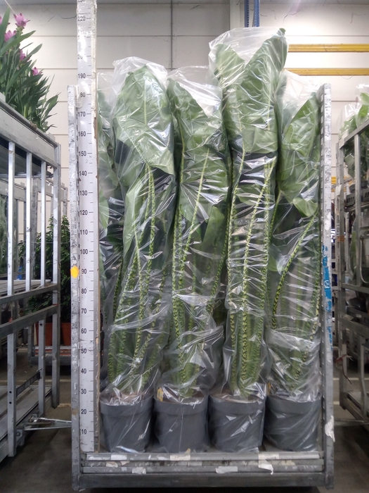 <h4>Alocasia zebrina</h4>