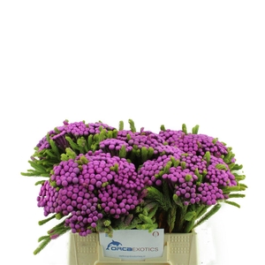 Kaaps Brunia Albiflora Geverfd