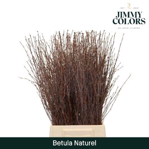 Betula L60 Naturel