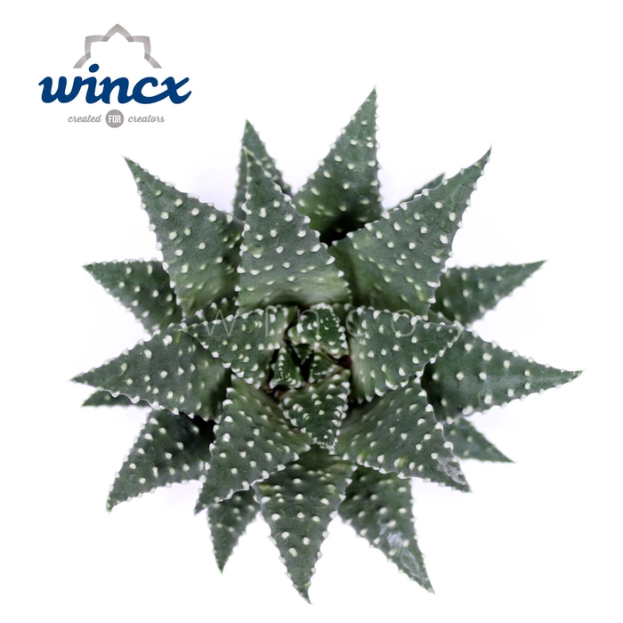 <h4>Haworthia Margaritifera Cutflower Wincx-10cm</h4>