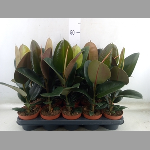 Ficus elastica 'Robusta'