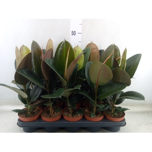 Ficus elastica 'Robusta'