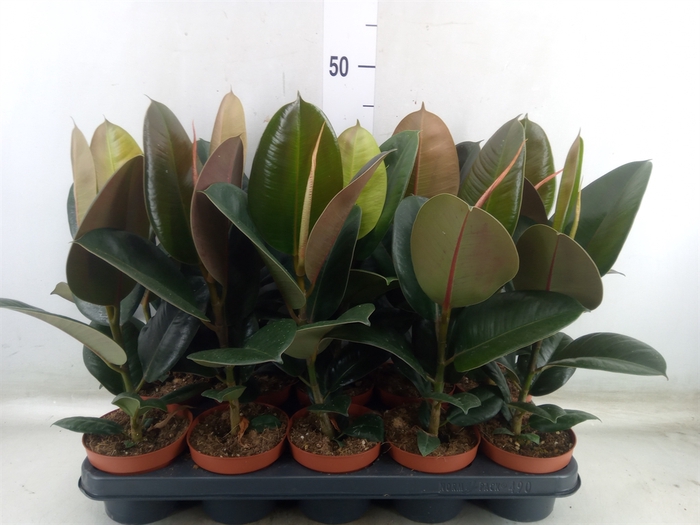 <h4>Ficus elastica 'Robusta'</h4>