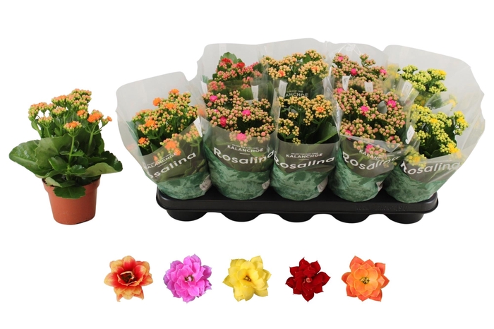 <h4>KAL GE RO GEM 5 KL</h4>