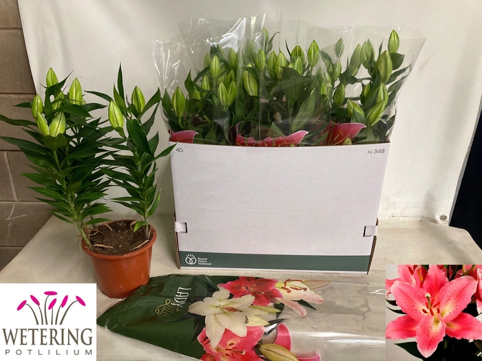 <h4>LIL OR SUNNY CAMINO</h4>