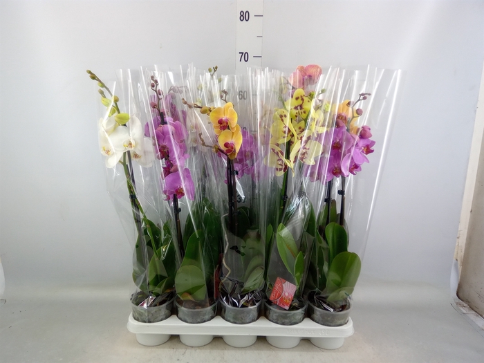 <h4>Phalaenopsis   ...mix</h4>