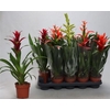 arr8 Bromelia Gem