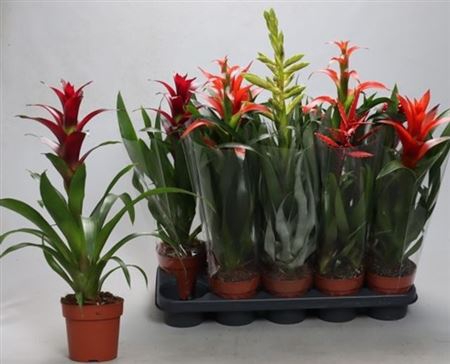 arr8 Bromelia Gem