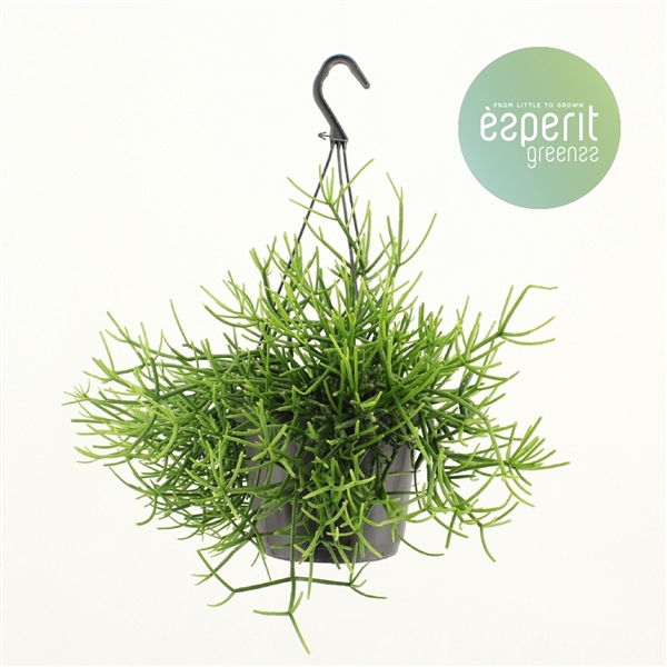 <h4>Rhipsalis Heteroclada hangpot</h4>