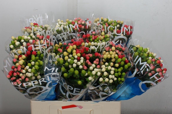 <h4>Hyp Coco Colours Gem</h4>