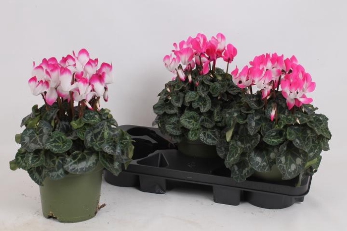 <h4>CYCL MD INDIAKA</h4>