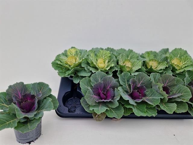 BRASSICA (SIERKOOL)