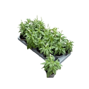 SALVIA FARINACEA