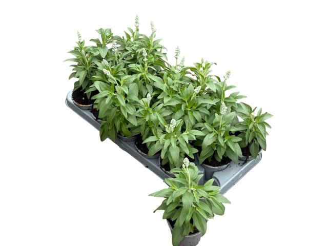 <h4>SALVIA FARINACEA</h4>