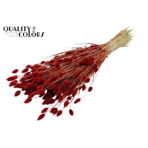 Phalaris per bunch Red