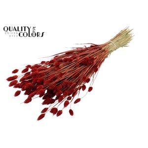 Phalaris per bunch Red