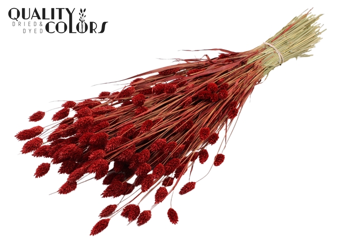 <h4>Phalaris per bunch Red</h4>
