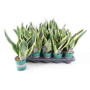 arr3 CP - Sansev superbia 410/10